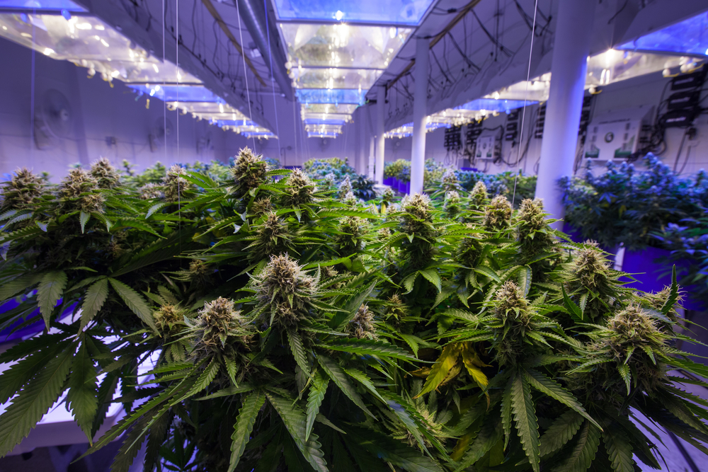 Cannabis plants growing in an indoor cultivation facility