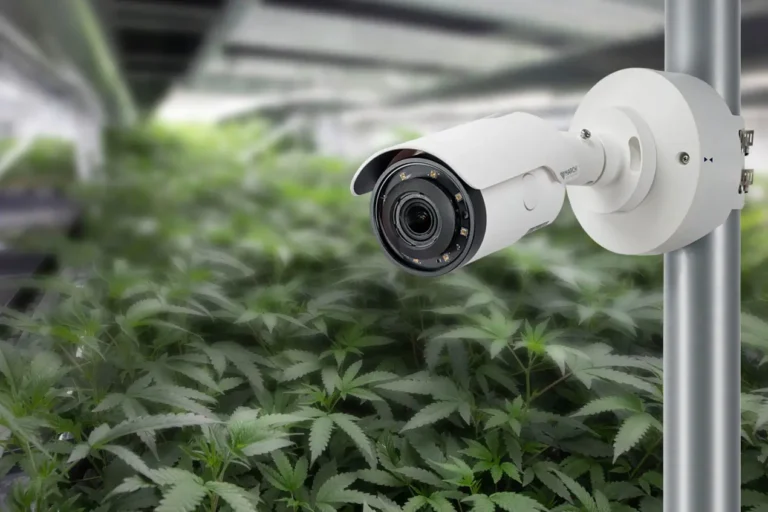 Security camera overlooking a cannabis cultivation area